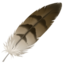Feather emoji on Apple